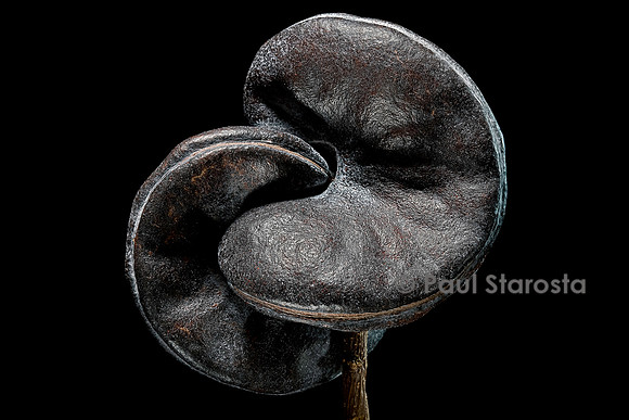 Enterolobium contortisiliquum (guanacaste) - fruit