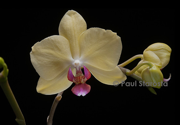 Phalaenopsis hybrid (orchidée papillon)