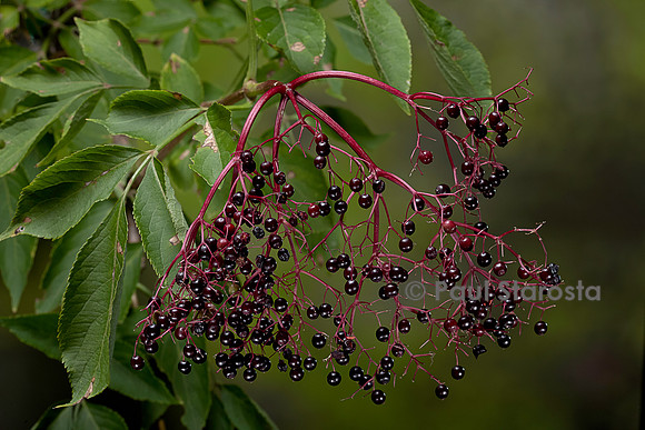 Sambucus nigra (grand sureau, sureau noir, arbre de Judas) - fruits