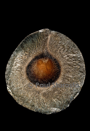 Hakea platysperma