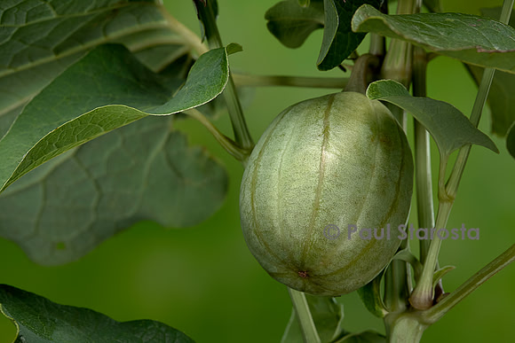 Aristolochia clematitis (aristoloche clématite) - fruit