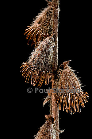 Agrimonia eupatoria (aigremoine) - fruits