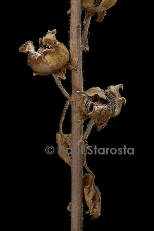 Alcea rosea (rose trémière, passe-rose, passerose, rose papale) - fruits
