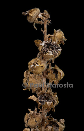 Alcea rosea (rose trémière, passe-rose, passerose, rose papale) - fruits