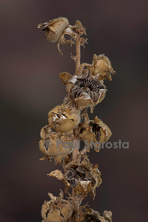 Alcea rosea (rose trémière, passe-rose, passerose, rose papale) - fruits
