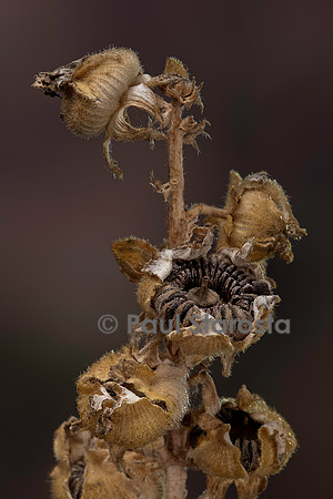 Alcea rosea (rose trémière, passe-rose, passerose, rose papale) - fruits