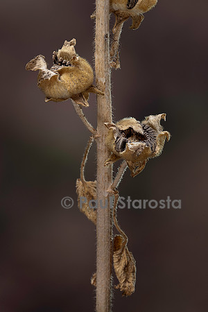 Alcea rosea (rose trémière, passe-rose, passerose, rose papale) - fruits