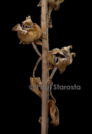 Alcea rosea (rose trémière, passe-rose, passerose, rose papale) - fruits