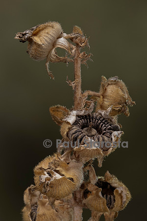 Alcea rosea (rose trémière, passe-rose, passerose, rose papale) - fruits