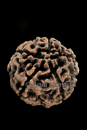 Elaeocarpus angustifolius (larme de Shiva, cerisier bleu)