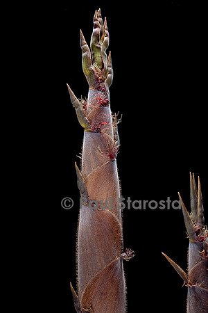 Phyllostachys nigra (bambou noir) - pousse