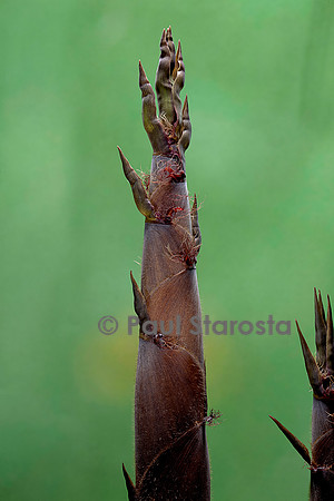 Phyllostachys nigra (bambou noir) - pousse