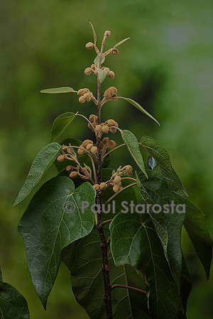 Paulownia tomentosa (paulownia, paulownia impérial, Arbre d'Anna Paulowna) - bourgeons floraux