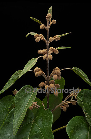 Paulownia tomentosa (paulownia, paulownia impérial, Arbre d'Anna Paulowna) - bourgeons floraux