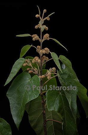 Paulownia tomentosa (paulownia, paulownia impérial, Arbre d'Anna Paulowna) - bourgeons floraux