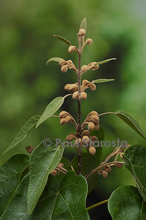 Paulownia tomentosa (paulownia, paulownia impérial, Arbre d'Anna Paulowna) - bourgeons floraux