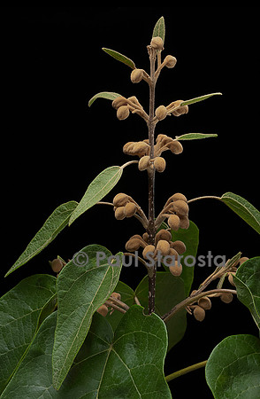 Paulownia tomentosa (paulownia, paulownia impérial, Arbre d'Anna Paulowna) - bourgeons floraux