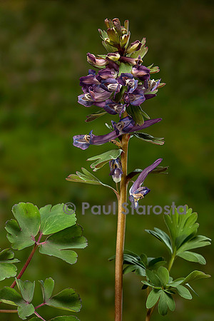 Corydalis solida (corydale)