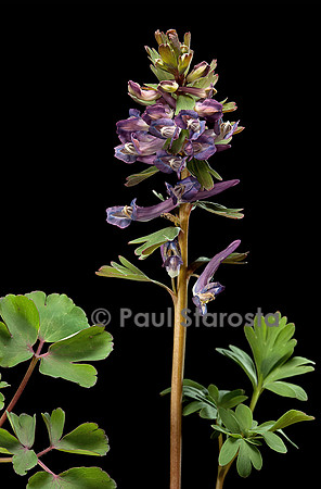 Corydalis solida (corydale)
