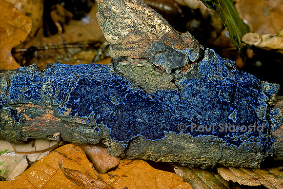 Terana caerulea