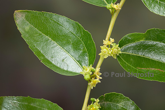 Ziziphus jujuba (jujubier) - fleurs