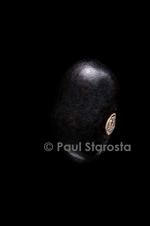 Phaseolus vulgaris (haricot) Negrito
