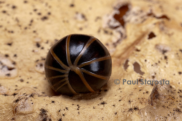 Glomeris marginata (gloméris marginé) - enroulé