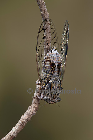 Cicada orni (cigale grise, cigale de l’orne)