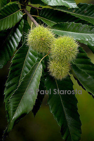 Castanea sativa (Châtaignier, châtaignier commun) - fruits (bogues)