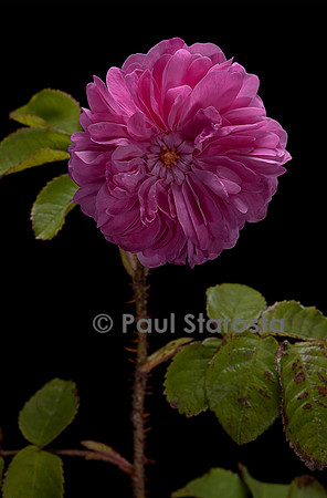 Rosa X centifolia muscosa ‘Duchesse d'Abrantès’