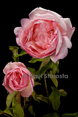 Hybride de Thé ‘Duchesse de Brabant’