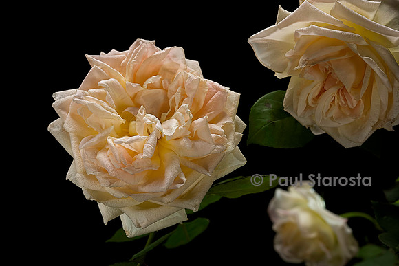 Hybride de Thé ‘Grace Darling’