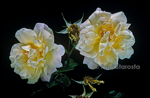Hybride de Thé ‘Easleas Golden Rambler’