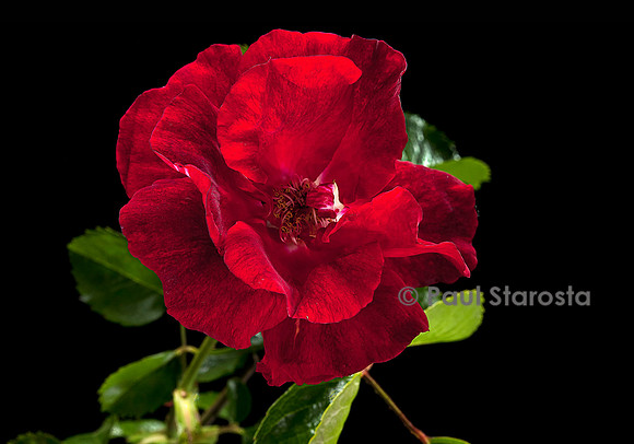 Hybride de Thé ‘Crimson Conquest’