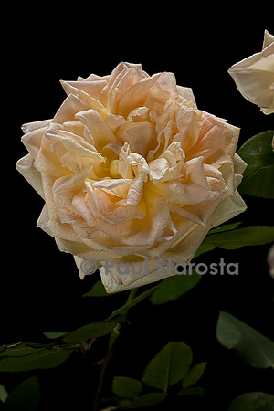 Hybride de Thé ‘Grace Darling’
