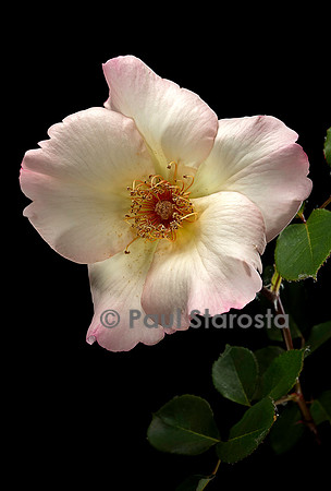 Hybride de Thé ‘Ellen Wilmot’