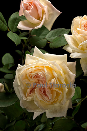 Hybride de Thé ‘Grace Darling’