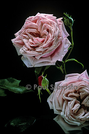 Hybride de Thé ‘Blossomtime’