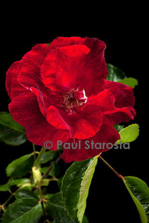 Hybride de Thé ‘Crimson Conquest’