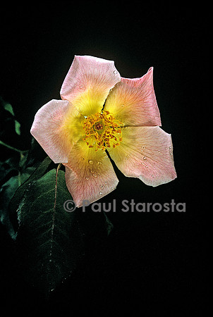 Hybride de Thé ‘Irish Elegance’