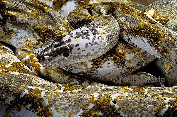 Python reticulatus f. calico (python réticulé)