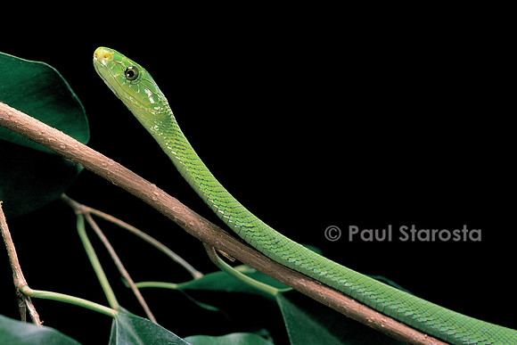 Dendroapsis angusticeps (mamba vert)