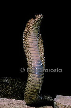 Naja haje (cobra égyptien)