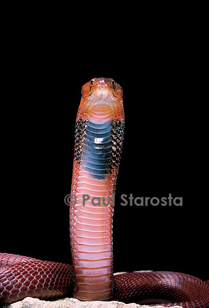 Naja pallida (cobra cracheur)
