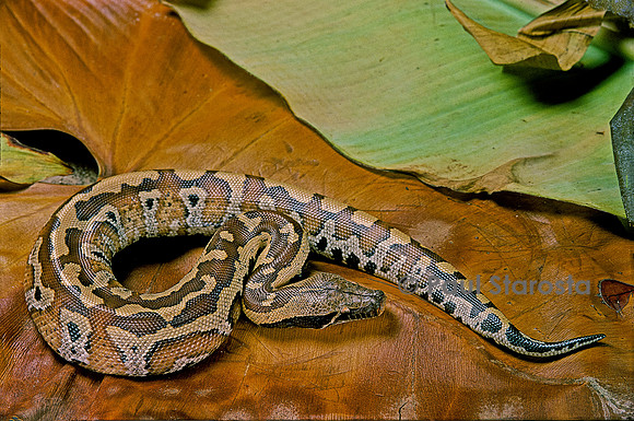 Python brongersmai