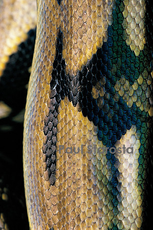 Python reticulatus (python réticulé)