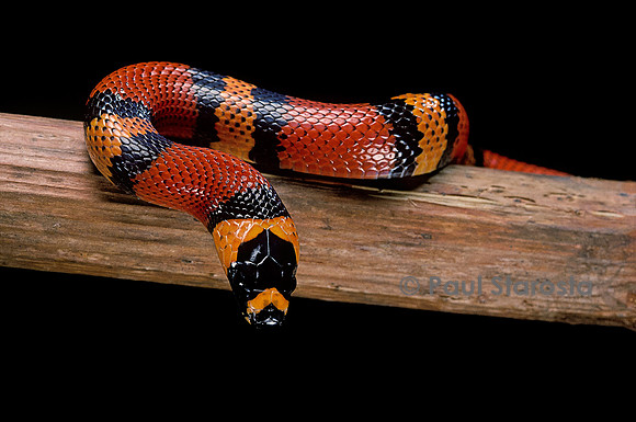 Lampropeltis triangulum hondurensis