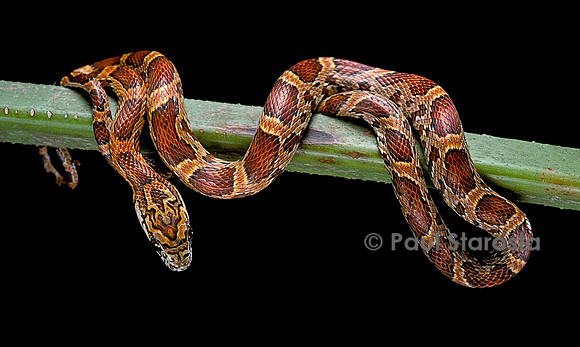 Elaphe guttata guttata (serpent des blés)
