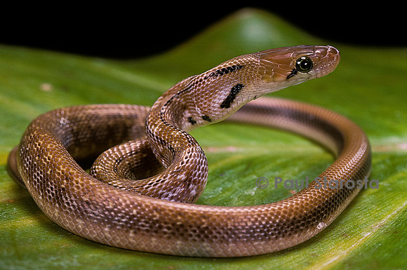 Elaphe helena