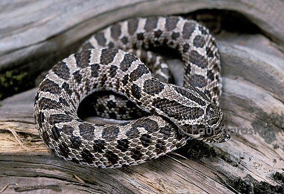Heterodon nasicus